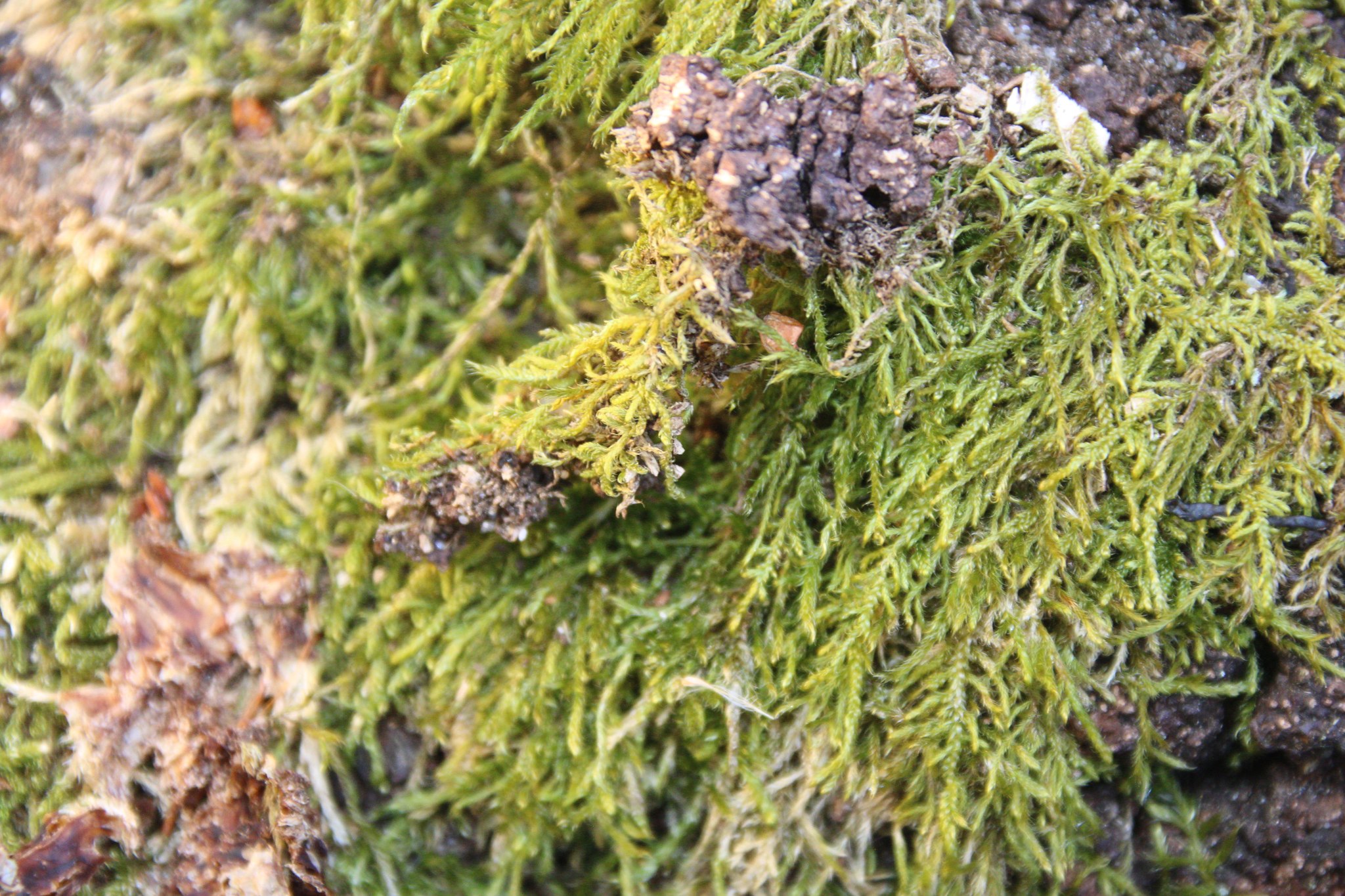 Foto: 487788114_9329345763768504_6569000260927653986_n.jpg