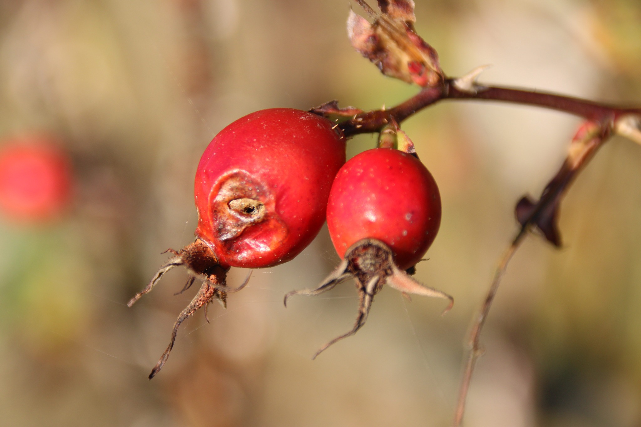 Foto: 565169276_24726329203643577_1847519695608315276_n.jpg