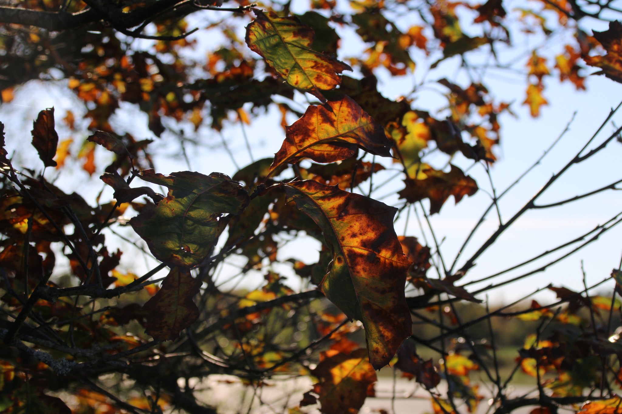 Foto: 565842282_24726349030308261_6093863108137020573_n.jpg